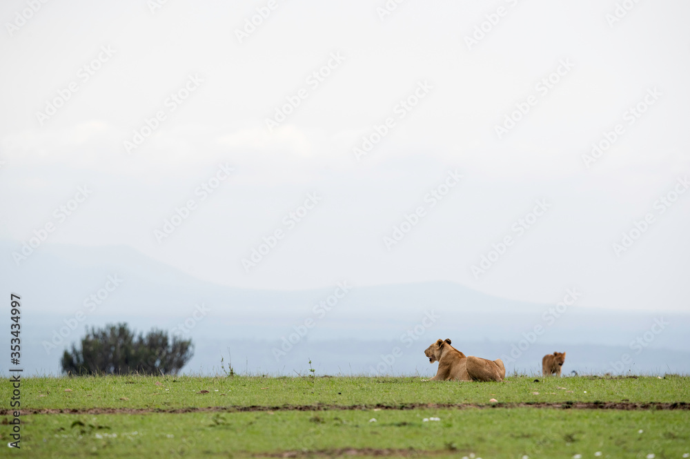 Lion cubs at Masai Mara grassland with beautiful backdrop, Kenya Lion cubs at Masai Mara grassland with beautiful backdrop, Kenya