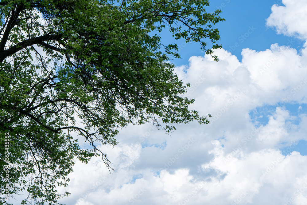 Blue sky with white clouds. Summer sky, leaves Blue sky with white clouds. Summer sky, leaves