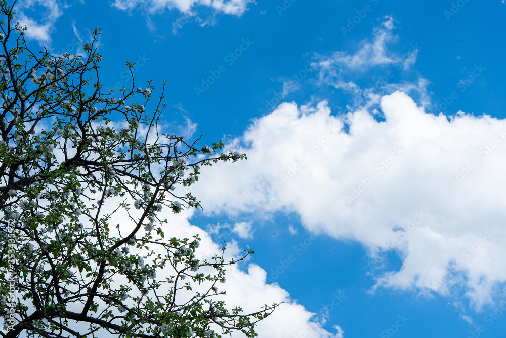 Blue sky with white clouds. Summer sky, leaves Blue sky with white clouds. Summer sky, leaves