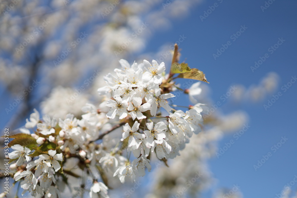 Close up of white cherry blossoms. The flowers on the branches of a cherry tree are blooming under the blue sky. Close up of white cherry blossoms. The flowers on the branches of a cherry tree are blooming under the blue sky.
