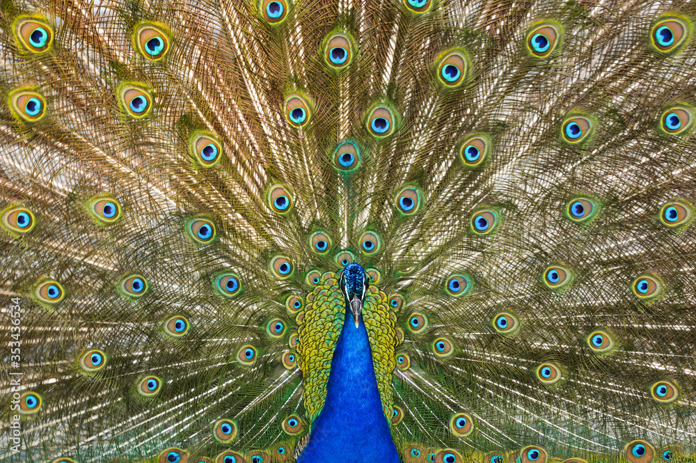 Fototapeta premium Potężny Paw