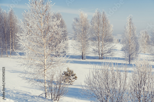 Snowy frozen forest in sunny winter day in Siberia