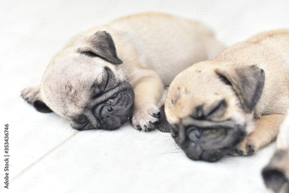 Cute puppies Pug sleeping together in front of house 
