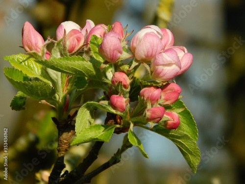 Macro close-up photograph of the unopened blossom buds and leaves of a domestic apple tree (Malus domestica) in Spring, with shallow depth of field