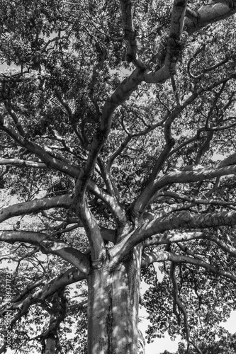 Cordoba, Colombia. January 3, 2020: Ceiba Bonga or Ceiba Pentandra in Isla Fuerte photo