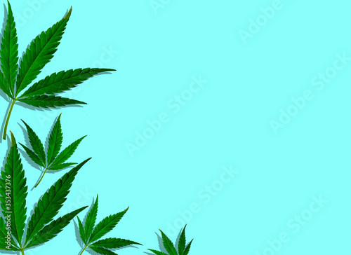 Creative green cannabis leaves in blue background.