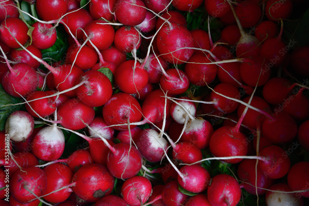 The radish, Raphanus sativus, is an edible root vegetable of the Brassicaceae family that was domesticated in Europe in pre-Roman times. Calahorra, La Rioja, Spain, Europe The radish, Raphanus sativus, is an edible root vegetable of the Brassicaceae family that was domesticated in Europe in pre-Roman times. Calahorra, La Rioja, Spain, Europe