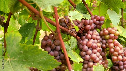 Wallpaper Mural Harvest ripe red wine grapes hanging on vines with green vine leaves in vineyard in germany on a sunny day, tracking shot about 48 seconds. Grape variety „Grey Burgundy“. Torontodigital.ca