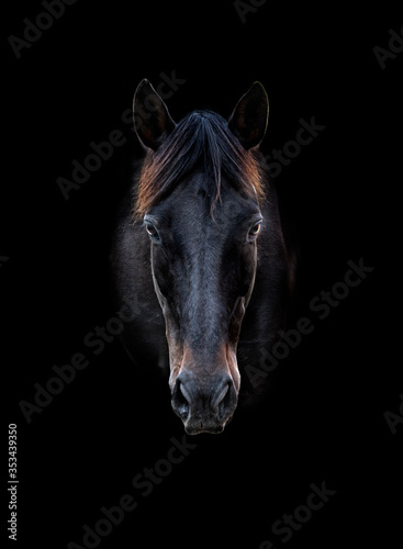 Head portrait of a black horse with black background