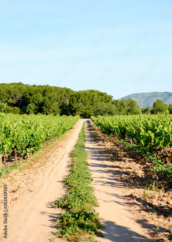path in vineyard