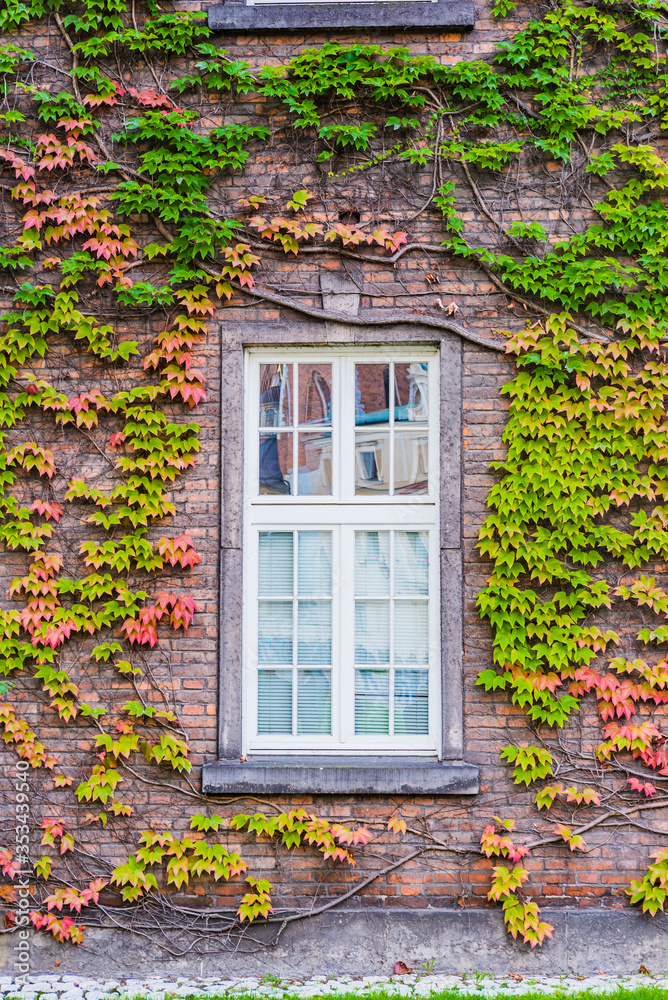 Ivy around the windows, in a building of the complex Wawel Royal Castle. Cracow, Kraków County, Lesser Poland Voivodeship, Poland, Europe