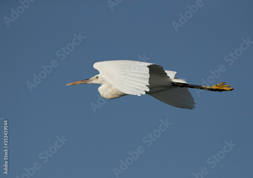 Closeup of a Great Egret flying at Busiateen coast of Bahrain