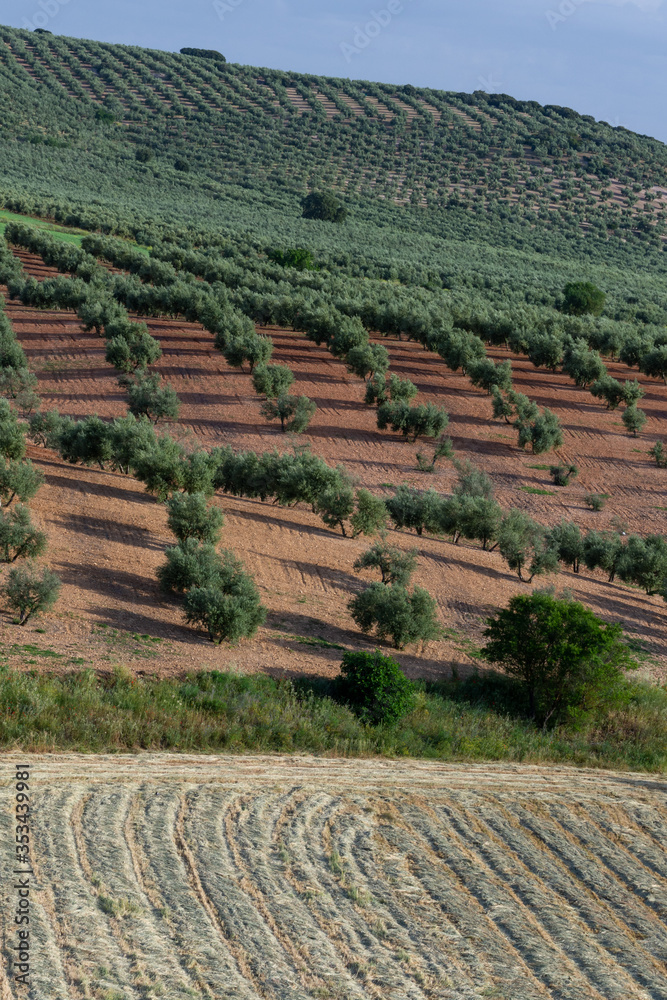 Crops in Andalusia with olive trees and cereals already collected
