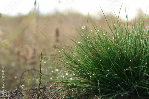 The clump of fine green grass Festuca ovina (sheep's or sheep fescue) with shining water drops. A close up of a tufted bright fresh green grass in the morning dew, copy space