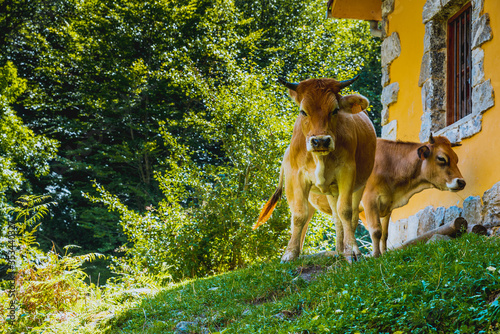 Cows next to the mountain shelter. River Alba Trail. Redes Natural Park and Biosphere Reserve. Soto de Agues, Sobrescobio, Principality of Asturias, Spain, Europe photo