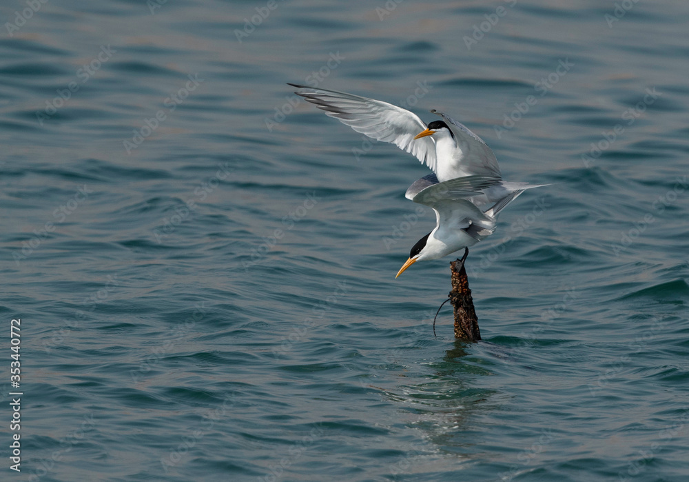 A pair of Lesser Crested Terns mating at Busaiteen coast, Bahrain A pair of Lesser Crested Terns mating at Busaiteen coast, Bahrain
