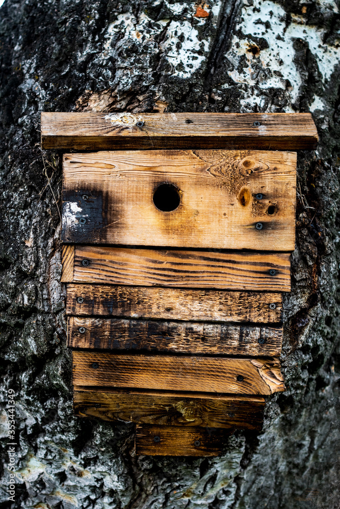 closeup photo of the starling box or nesting-box mounted inside of the tree as a concept for home and security