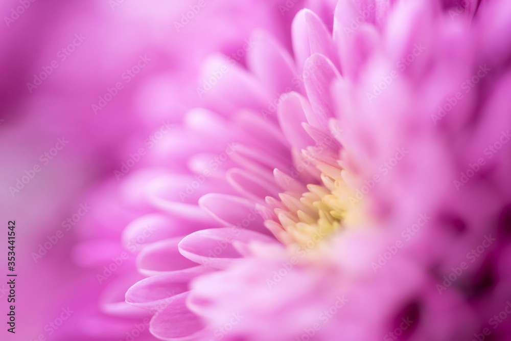 Beautiful chrysanthemum bud. Closeup macro photo