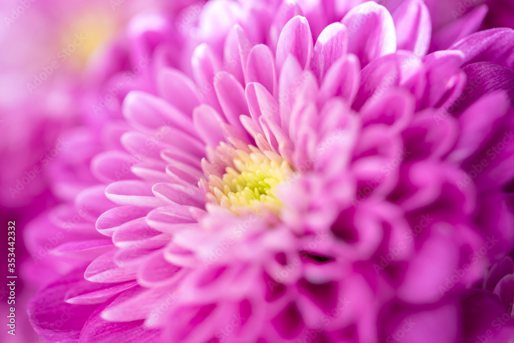 Beautiful chrysanthemum bud. Closeup macro photo Beautiful chrysanthemum bud. Closeup macro photo