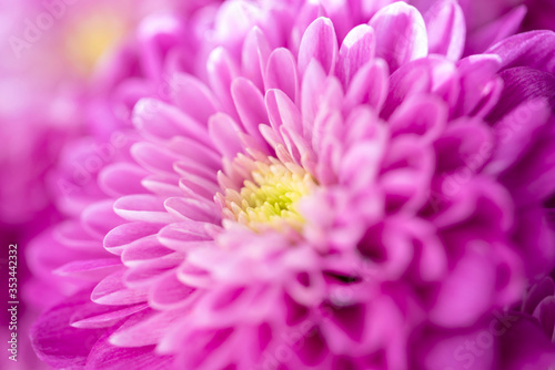 Beautiful chrysanthemum bud. Closeup macro photo