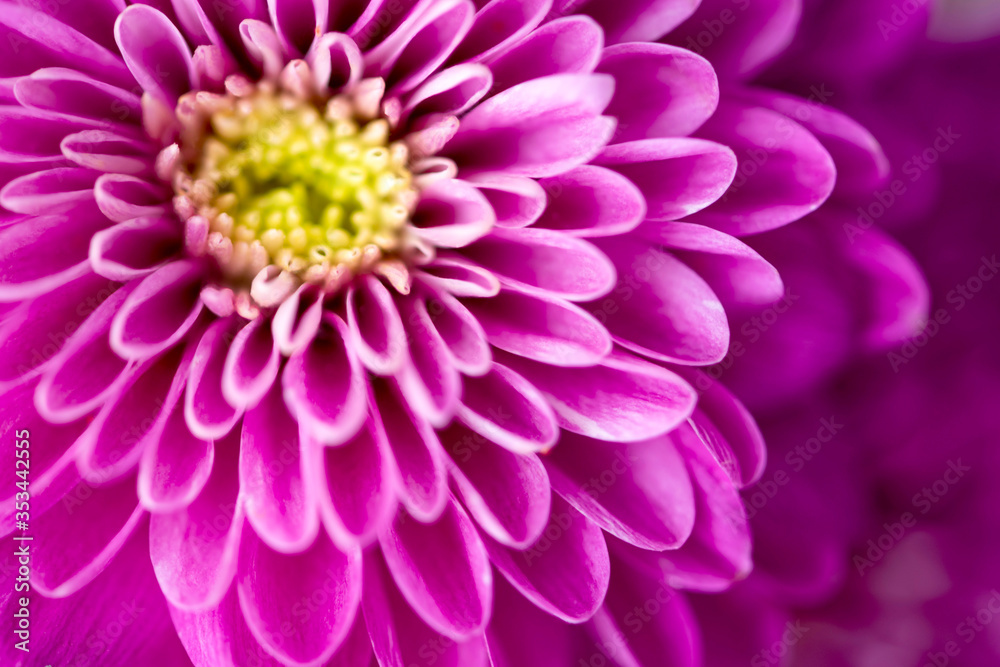 Beautiful chrysanthemum bud. Closeup macro photo