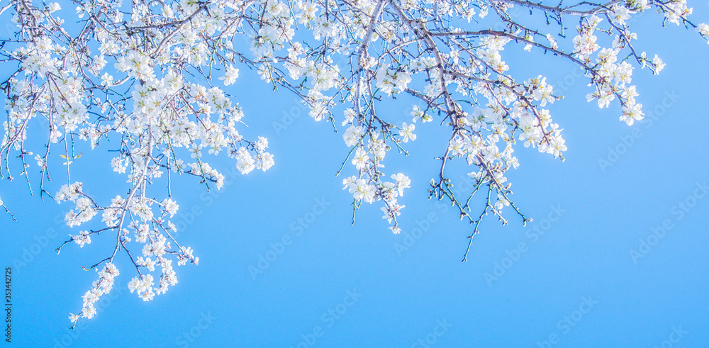 Flower spring background