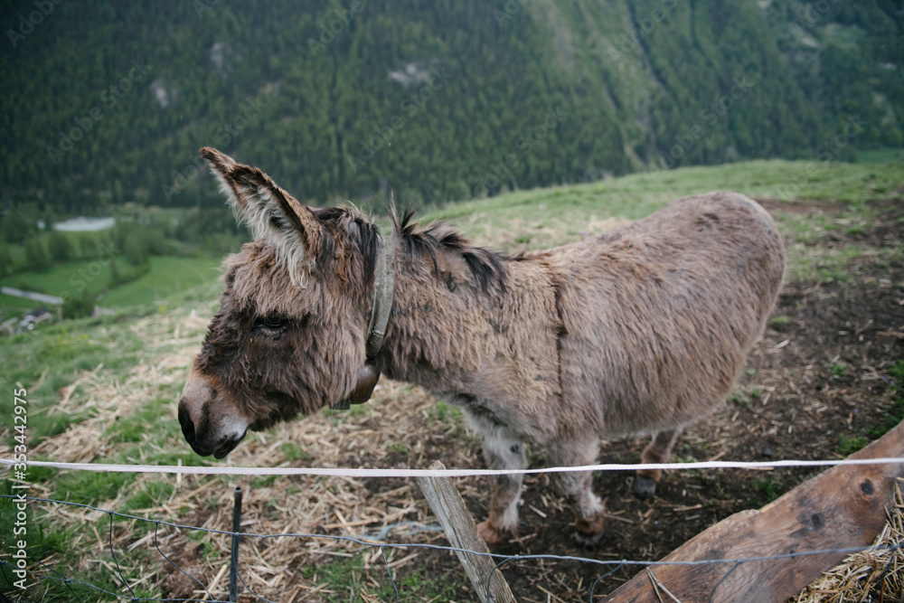 A group of donkeys graze in the Alpine meadows. A group of donkeys graze in the Alpine meadows.