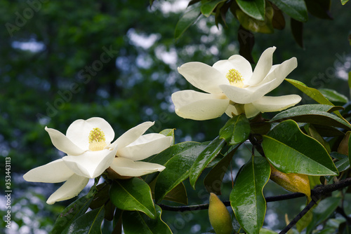 Two magnolia blossoms right after a rain shower reflecting the indirect light from above.