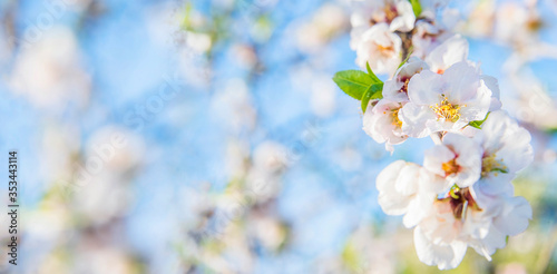 Flower spring background