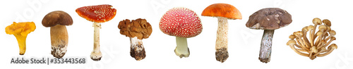 Fotografia collage of edible and poisonous mushrooms in Central Russia