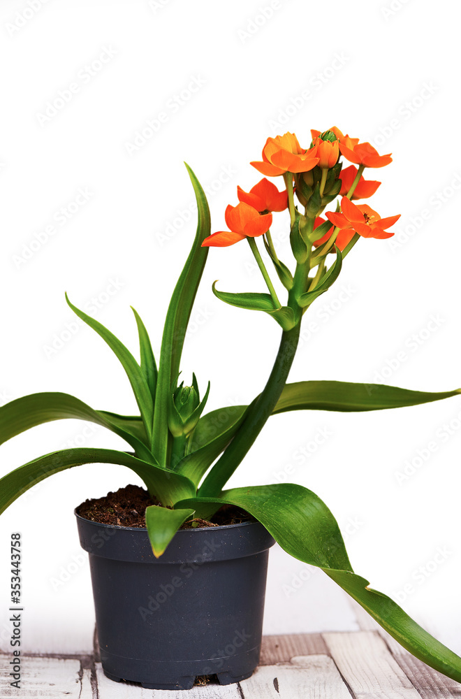 Fototapeta premium Orange star flower - (Bethlehem flower)