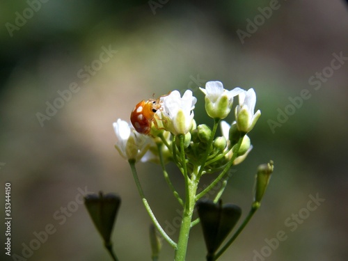 a small yellow ladybug on the plant © oljasimovic
