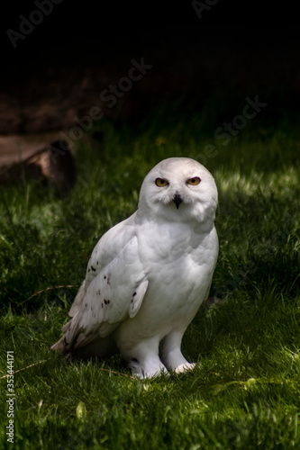 Snowy Owl