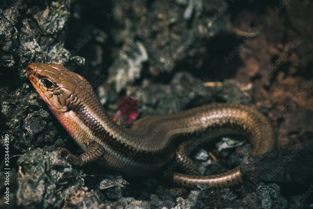 Obraz premium lizard on the tree