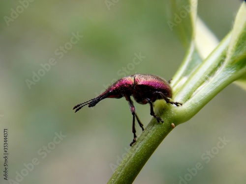 small burgundy beetle on a leaf