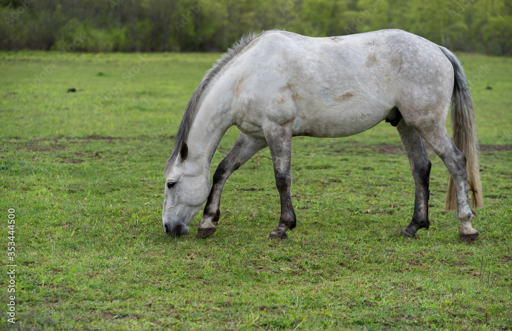 Profile portrait of a horse. White or grey equine coat color. Farm animal on green hay field. Horse eating fresh grass. Green pasture on spring day. Estonia, Baltic, Europe. Profile portrait of a horse. White or grey equine coat color. Farm animal on green hay field. Horse eating fresh grass. Green pasture on spring day. Estonia, Baltic, Europe.