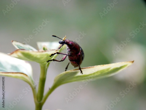 small burgundy beetle on a leaf