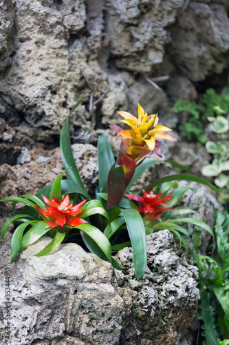 Guzmania, Bromeliowate, rośliny w czasie kwitnienia 