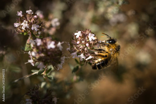 Abeja libando nectar de una flor de tomillo © Víctor