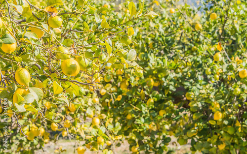 Summer garden with lemon trees
