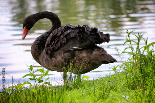 schwarzer Schwan photo