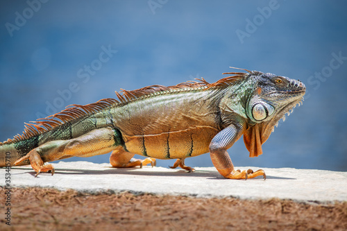 Fototapete An adult green American iguana walking outdoors by himself on a grey stone wall next to water during a warm summer day