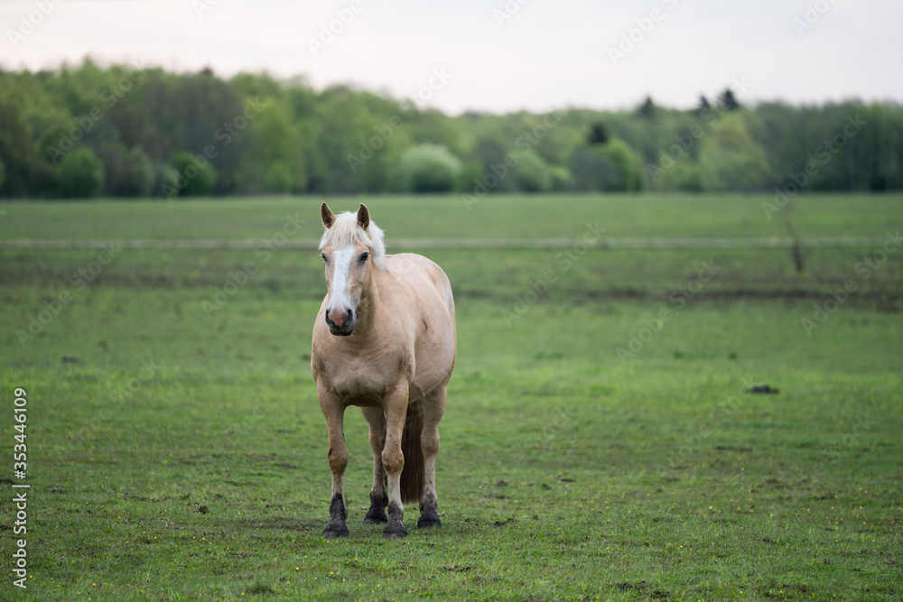 Portrait of a horse. Beige horse with white blaze. Palomino equine coat color. Farm animal on green hay field. Horse eating fresh grass. Green pasture on spring day. Estonia, Baltic, Europe. Portrait of a horse. Beige horse with white blaze. Palomino equine coat color. Farm animal on green hay field. Horse eating fresh grass. Green pasture on spring day. Estonia, Baltic, Europe.