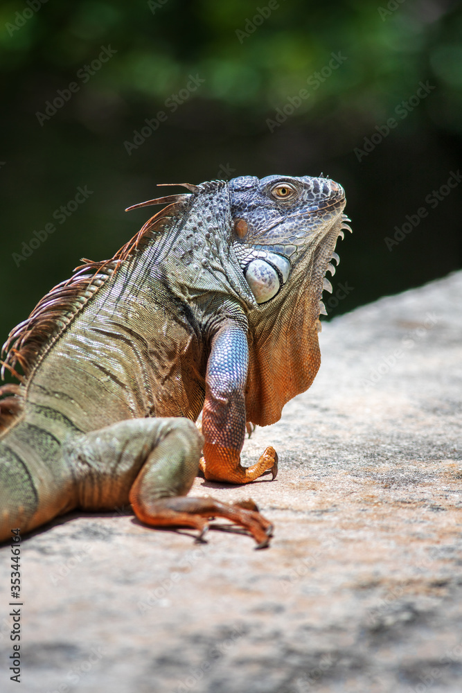 Fototapeta premium An adult green American iguana relaxing outdoors by himself on a grey stone wall during a sunny summer day.