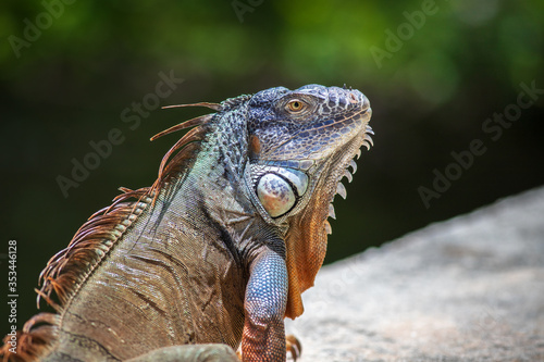 Closeup of an adult green American iguana relaxing outdoors by himself on a grey stone wall during a sunny summer day.