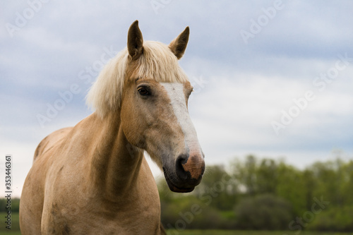 Head portrait of a horse. Beige horse with white blaze. Palomino equine coat color. Farm animal on green hay field. Horse eating fresh grass. Green pasture on spring day. Estonia, Baltic, Europe.