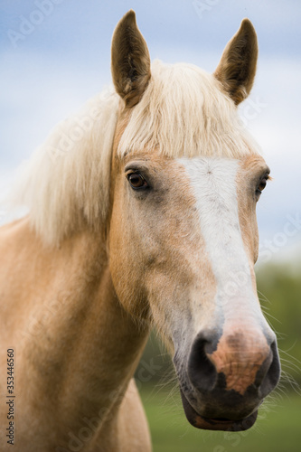 Head portrait of a horse. Beige horse with white blaze. Palomino equine coat color. Farm animal on green hay field. Horse eating fresh grass. Green pasture on spring day. Estonia  Baltic  Europe.