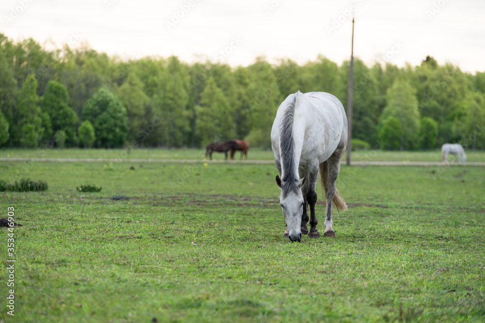 Obraz premium Portrait of a horse. White or grey equine coat color. Farm animal on green hay field. Horse eating fresh grass. Green pasture on spring day. Estonia, Baltic, Europe.