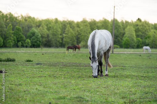 Portrait of a horse. White or grey equine coat color. Farm animal on green hay field. Horse eating fresh grass. Green pasture on spring day. Estonia, Baltic, Europe. © Ingrid