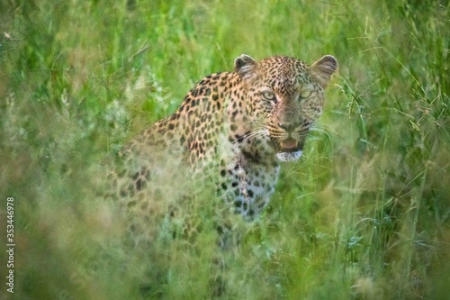 Leopard in the Grass